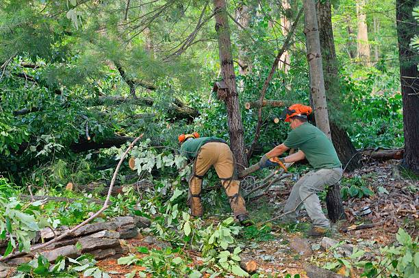 Trusted Edmonds, WA Tree Care Services Experts